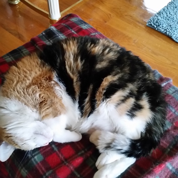 ZORRO SAYS “RELAX” - Picture 7 of 16